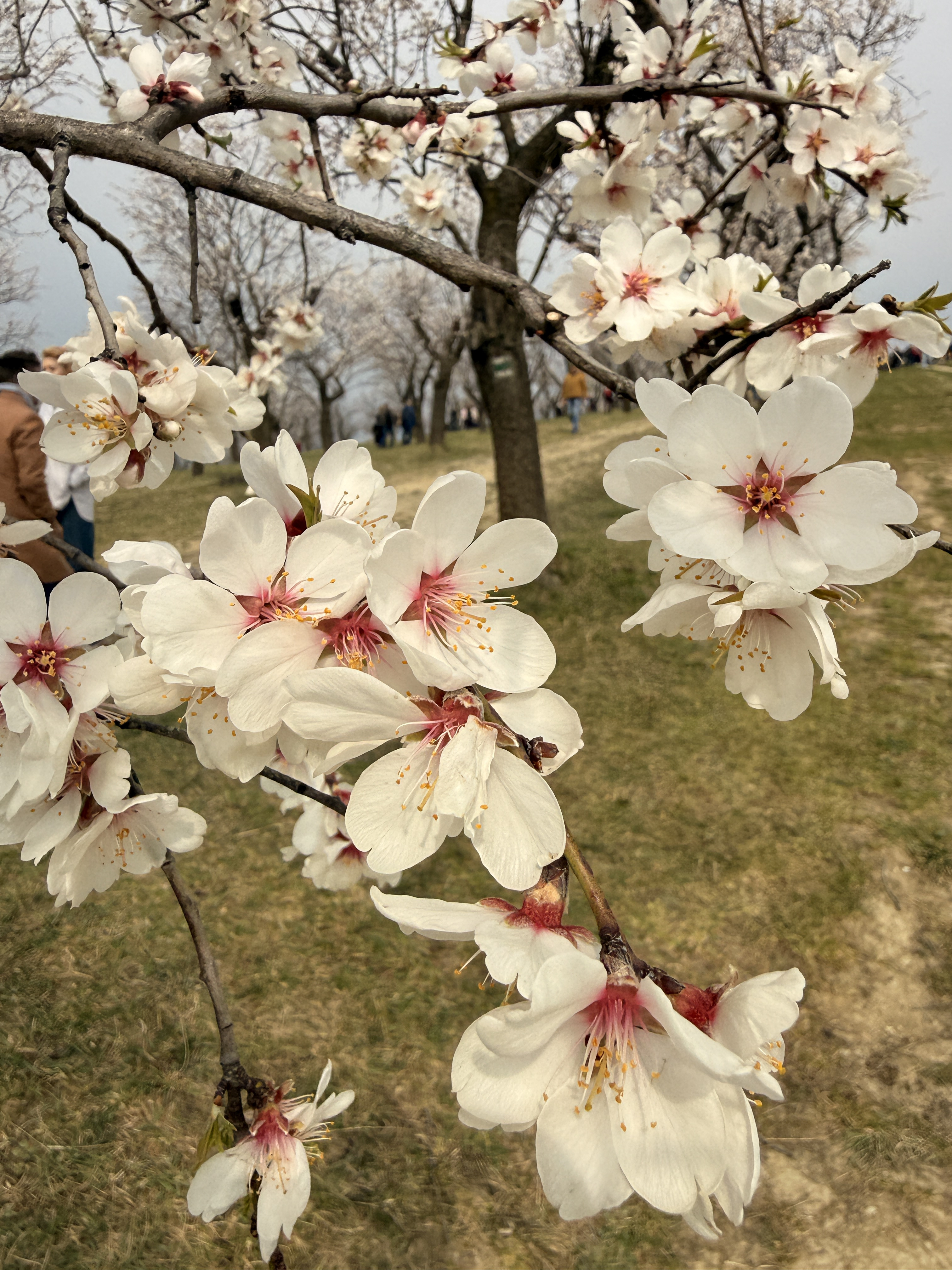 <a onclick="javascript:pageTracker._trackPageview('/downloads/wp-content/uploads/2026/04/Rozhledna-v-mandloňovém-sadu.jpg');"  href="https://www.rscr.cz/wp-content/uploads/2026/04/Rozhledna-v-mandloňovém-sadu.jpg"><img class="alignnone size-medium wp-image-28095" title="Rozhledna v mandloňovém sadu" src="https://www.rscr.cz/wp-content/uploads/2026/04/Rozhledna-v-mandloňovém-sadu-e1776155703293-225x300.jpg" alt="" width="225" height="300" />&hellip;</a>
Již dvě desítky let se v měsíci březnu HUSTOPEČE stávají místem, kam míří tisíce návštěvníků.