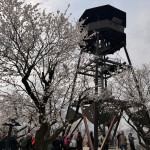 Rozhledna v mandloňovém sadu